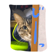 my cat(nekosan)