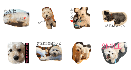 DOGS toypoodle&Schnauzer