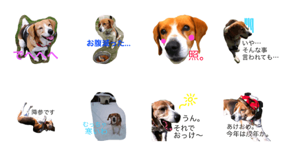 maru is dog.maru is family.