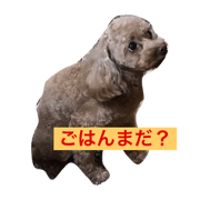 dog love love dog