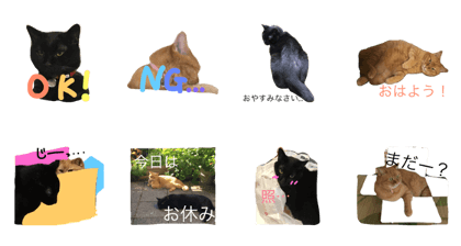 Black cat & Brown cat