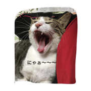 lovely my cat