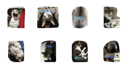 lovely my cat