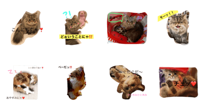 nico&chai CATS LOVE
