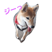 s@kura