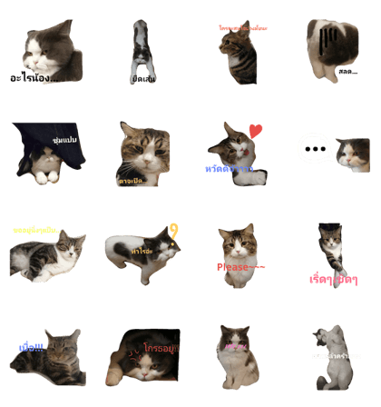 Chucream Family