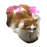 cat28