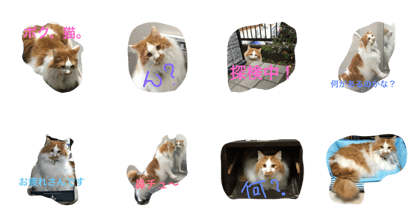 cat28