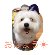 KotonPpop