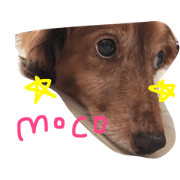 moco everyday