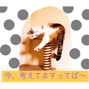 cinnamon cat