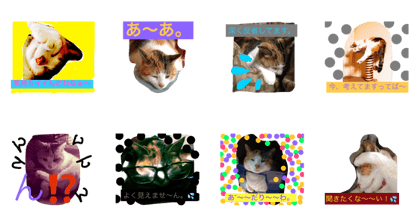 cinnamon cat