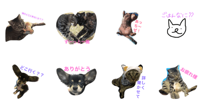 love cat&dog