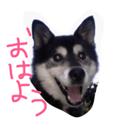 hello nonchan
