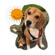 beagle coco
