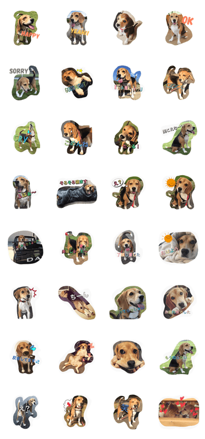 beagle coco