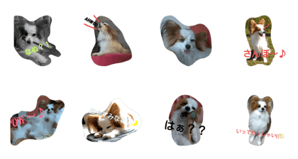 papillon kohaku