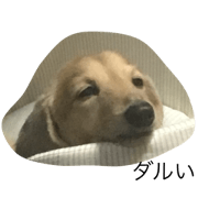 dalu