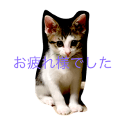 kitten TARO