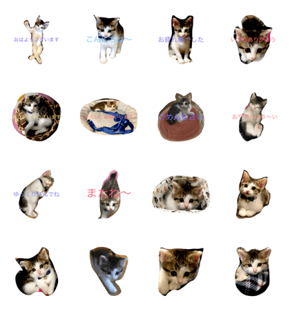 kitten TARO