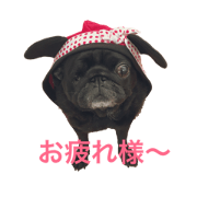 Dog is Pug