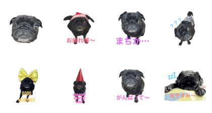 Dog is Pug