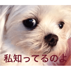 desperate girl koharu