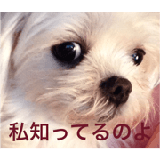 desperate girl koharu