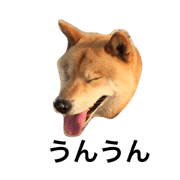 shibainukenkun