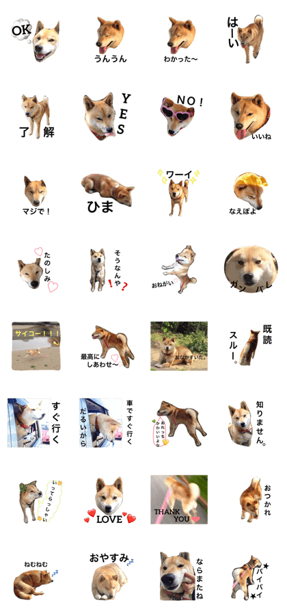 shibainukenkun