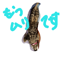 mimichan!