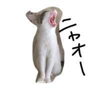 BroANI's CATS