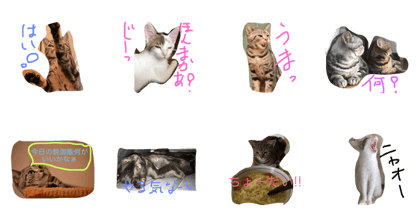BroANI's CATS