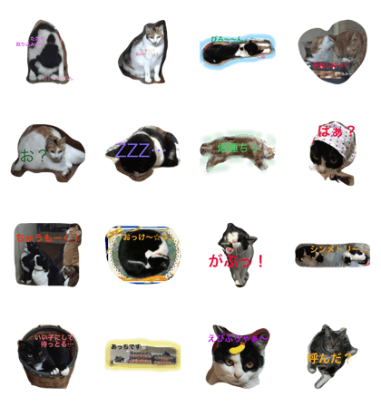 7Cats in my home