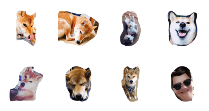 dog shiba