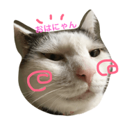 funny funny cats