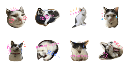 funny funny cats