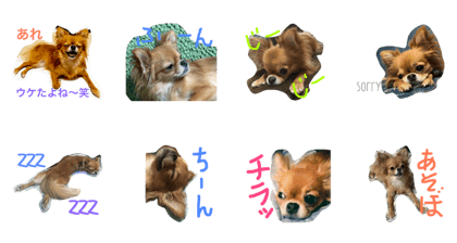 uchinokomocha