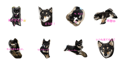 My life (by Sakura).