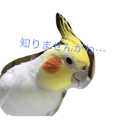 dai.chico
