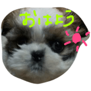 ShihTzumaru