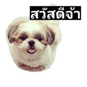 mumi shih tzu