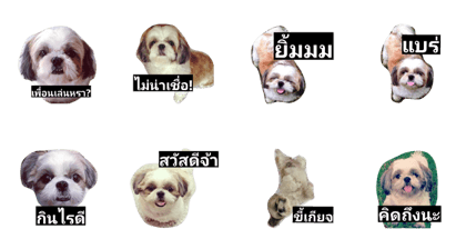 mumi shih tzu