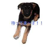 love love love dog