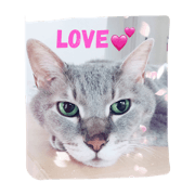 AKO cat