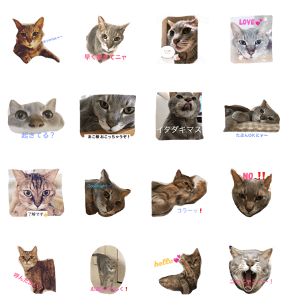 AKO cat