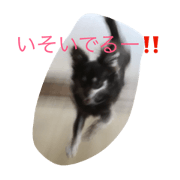maron1