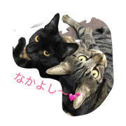 Cute cat's sister