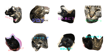 Cute cat's sister