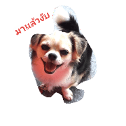dog is coming